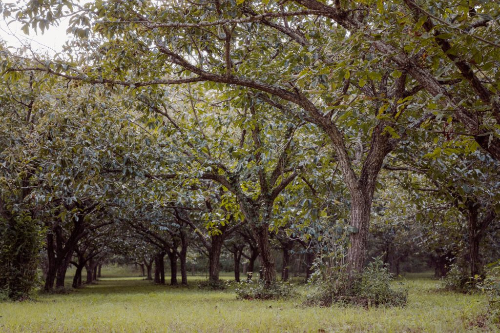 chestnut orchard