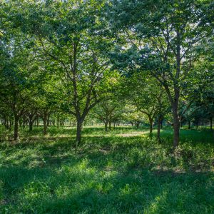 How To Grow Chestnut Trees For Deer