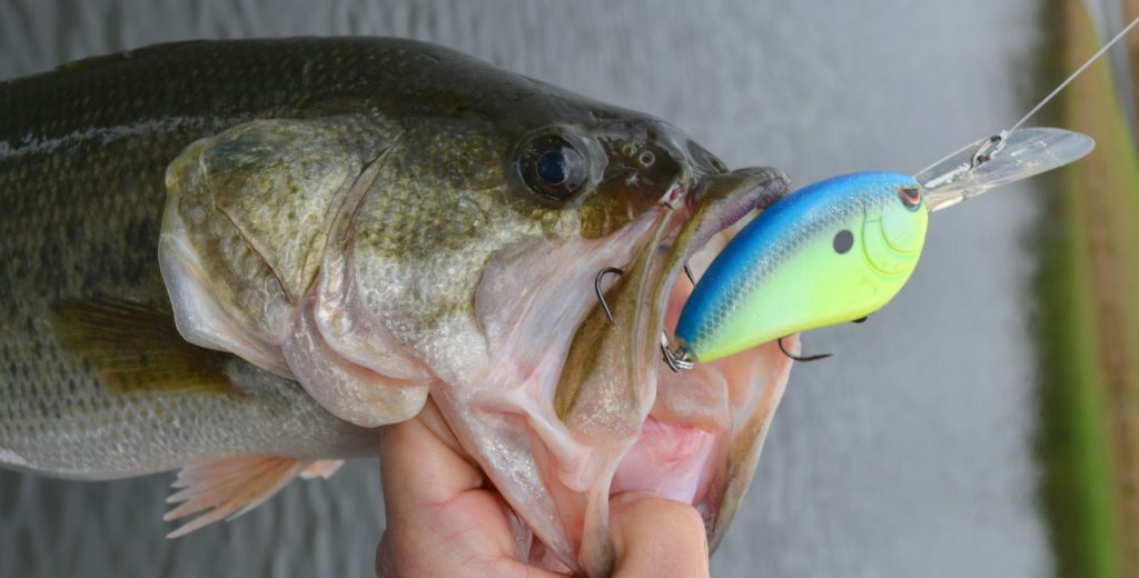 Bass Hooks - The Ultimate Guide