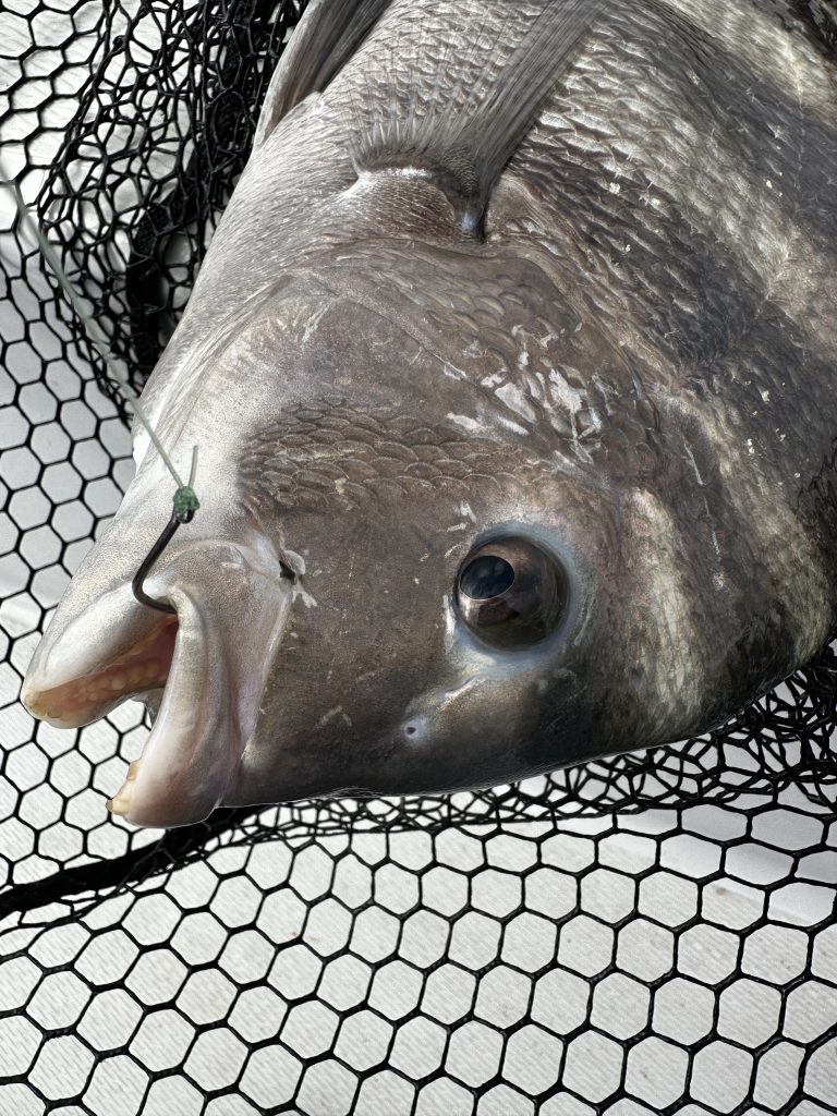 A vital part of the Sheepshead Rig is the perfect hook