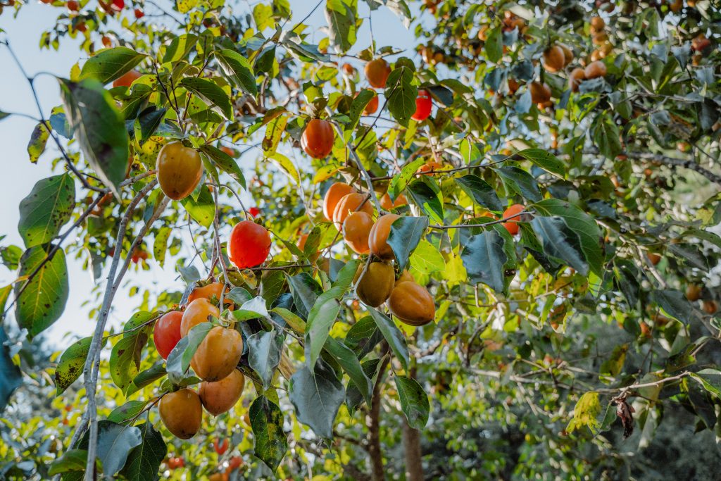 how to make money with land fruit trees