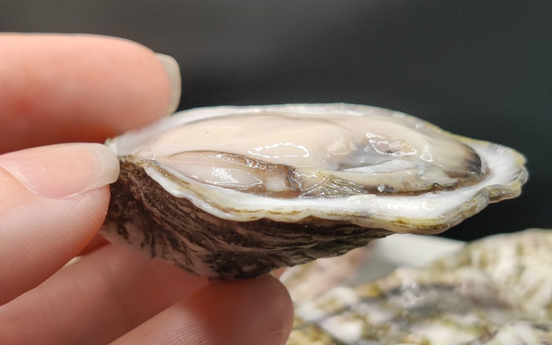 Are Oysters Good For You?