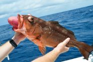 Bottom Fishing Now Requires Fish Descending Device Or Venting Tool