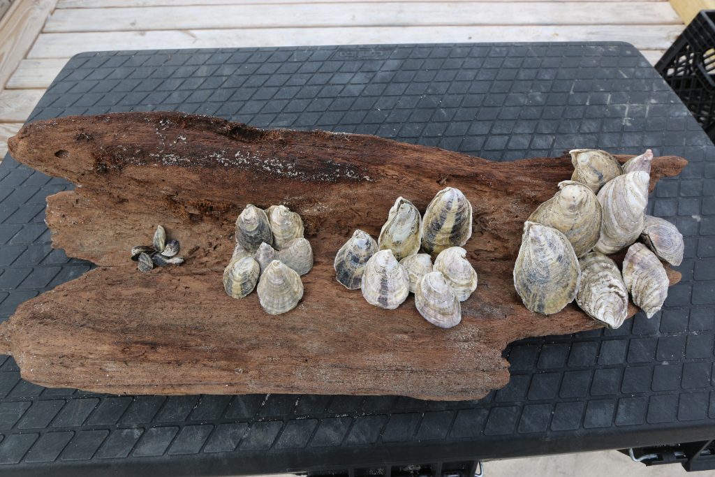 oysters in driftwood