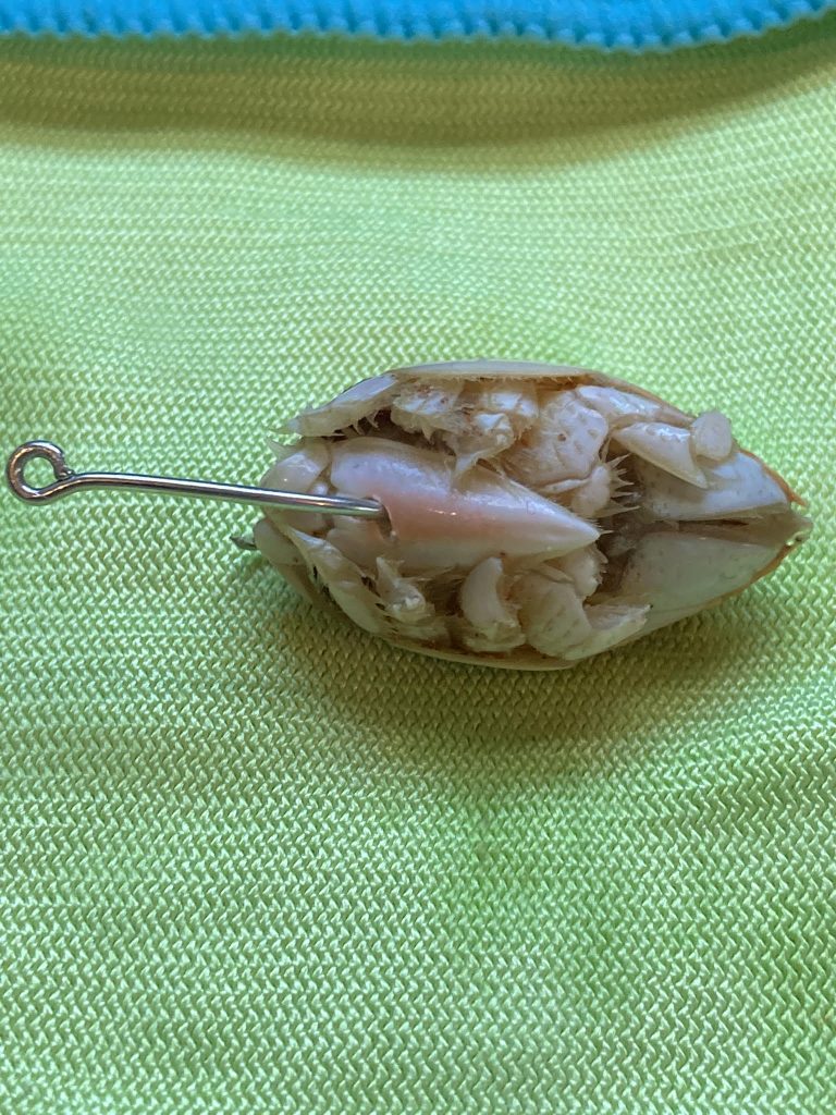 mole crab with hook