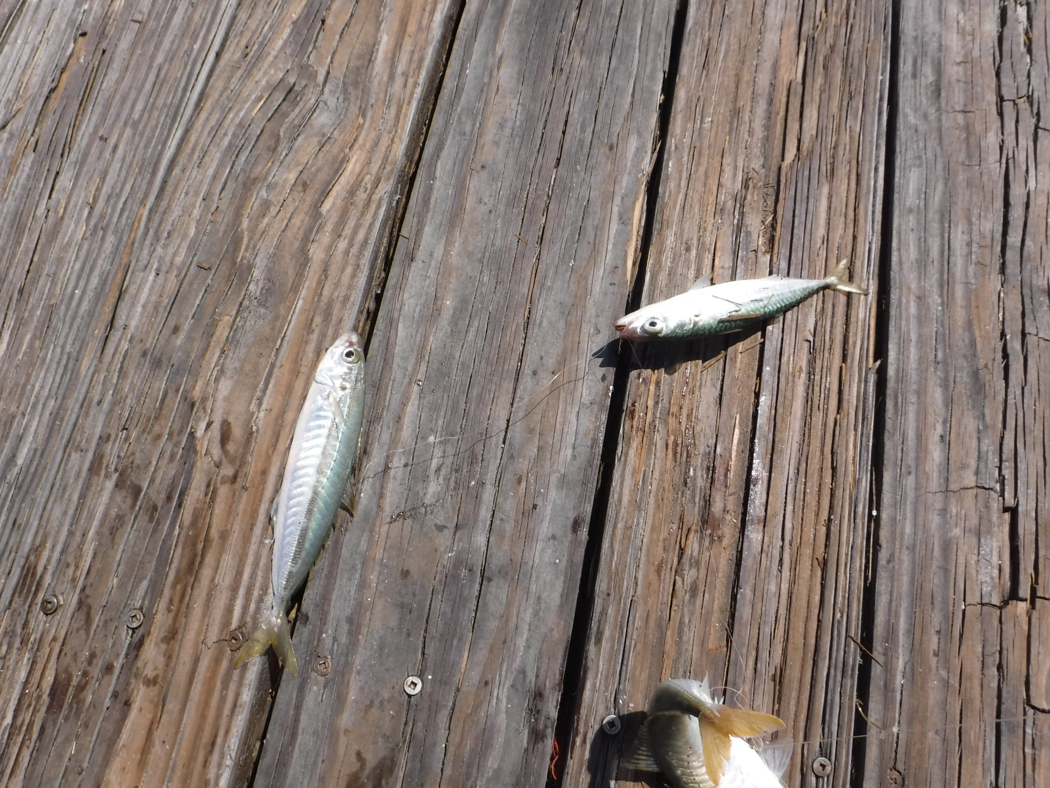Choosing The Best Sabiki Rig To Make Bait