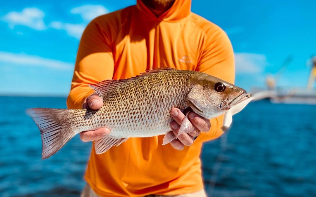 Mangrove Snapper Fishing – The Ultimate Guide  