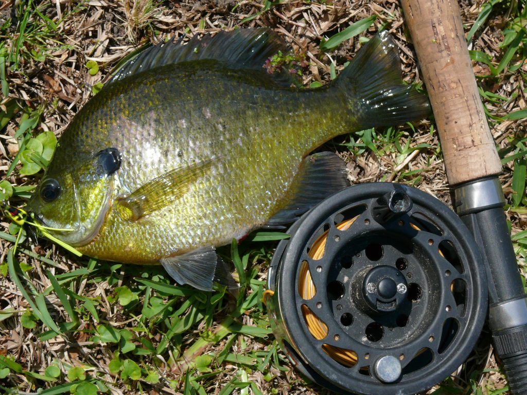 bream on a fly rod