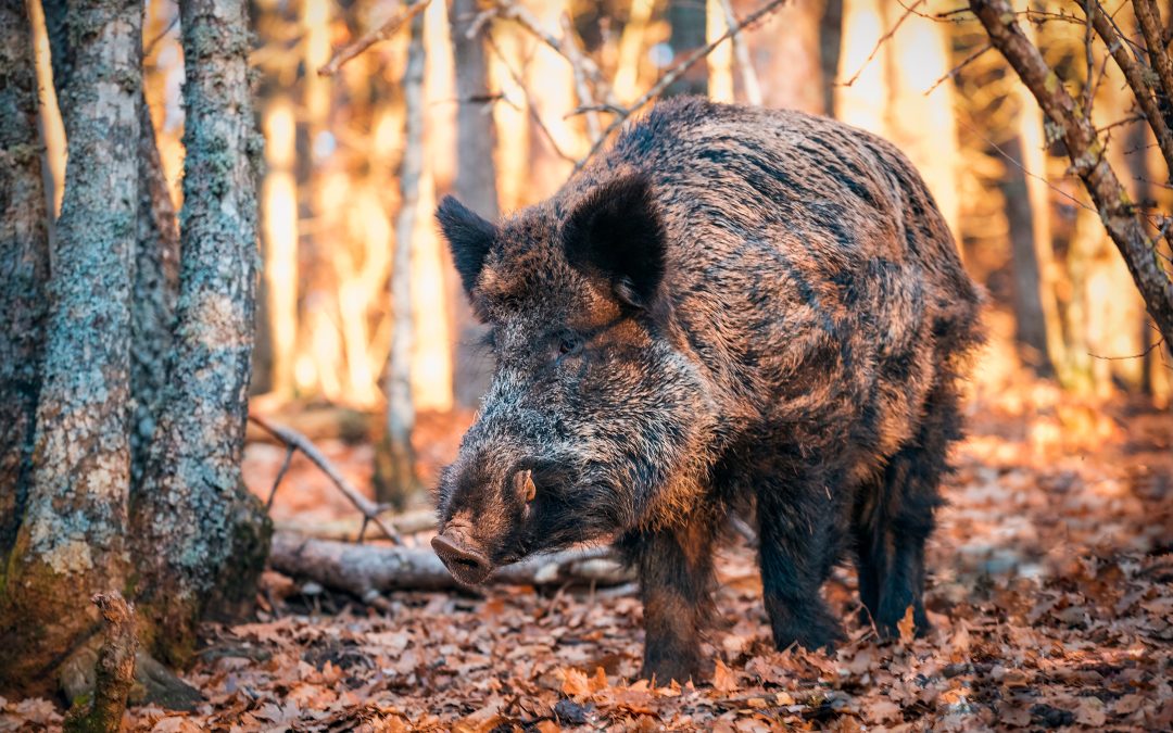 Boar Spear Hunting – The Ultimate Guide