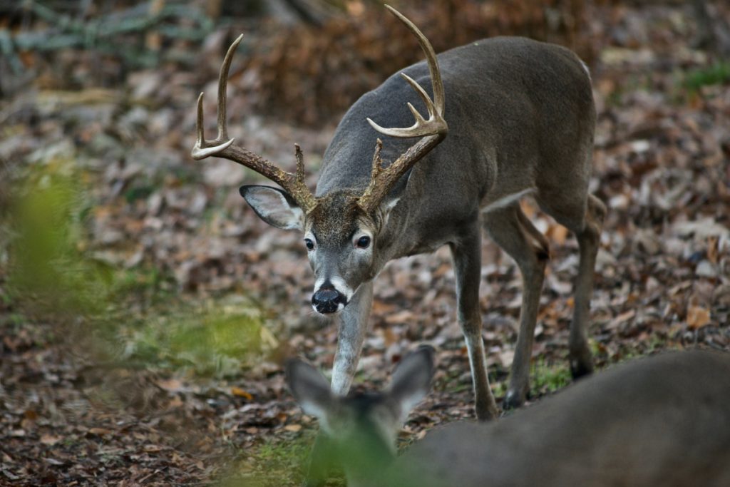 How To Field Dress A Deer How To Field Dress A Deer