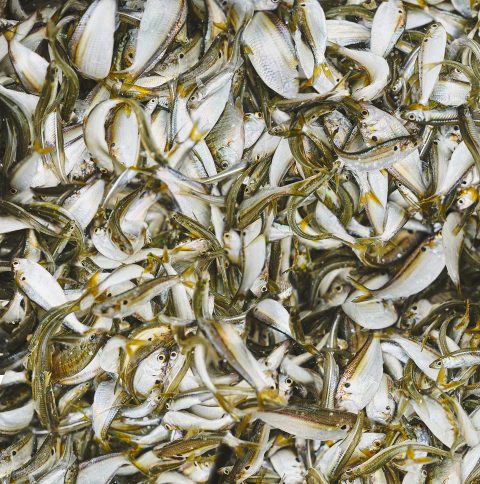 Threadfin Shad - A Comprehensive Guide