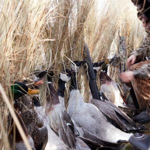 Duck Blind Buying Guide