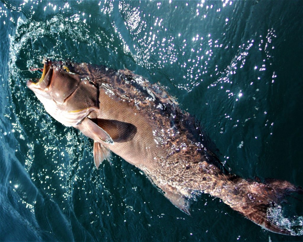 scamp grouper