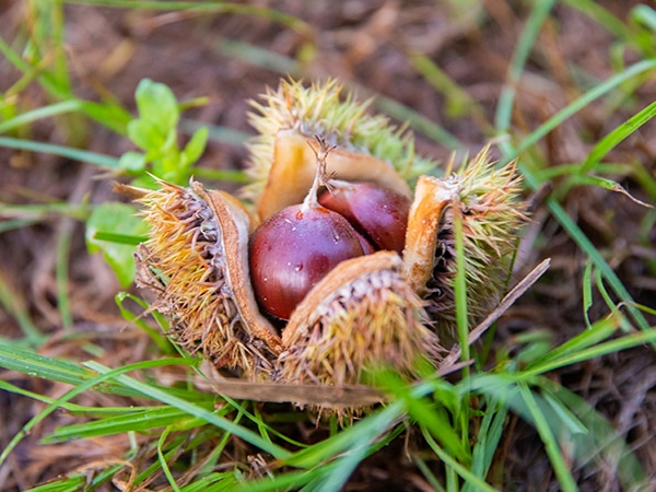 dunstan chestnut