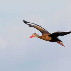 Black Bellied Whistling Duck – The Complete Guide