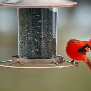 Bird Feeder Camera Buying Guide