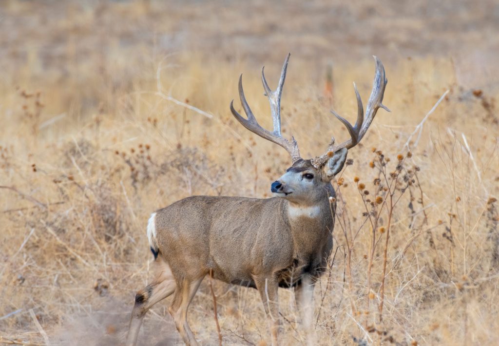 New Mexico Mule Deer Hunts A Traveler's Guide Great Days Outdoors