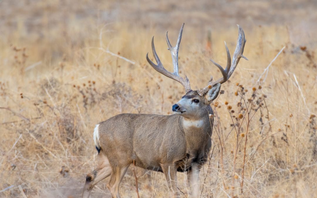 New Mexico Mule Deer Hunts – A Traveler’s Guide
