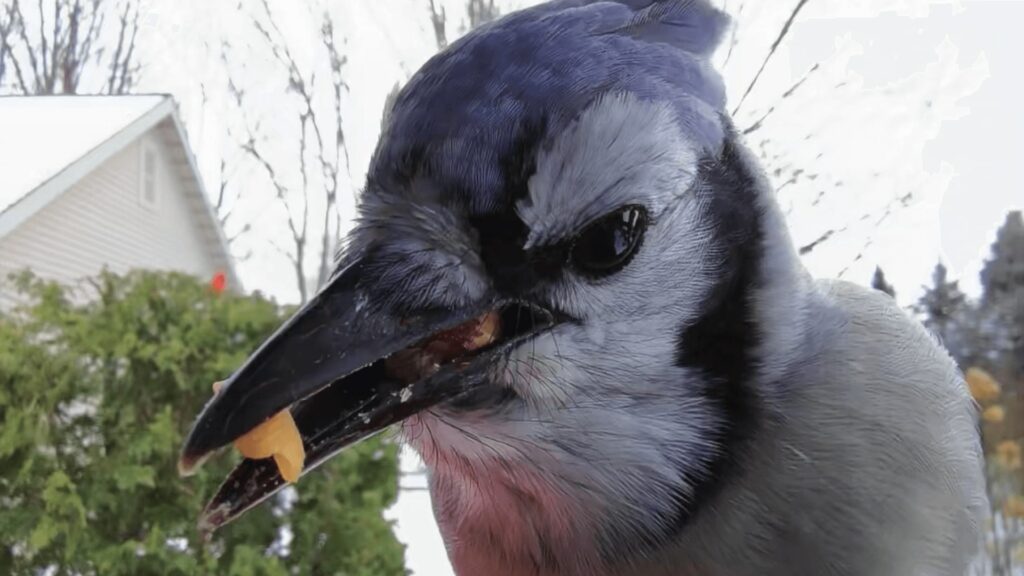 bird feeder camera close-up