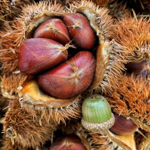How To Choose The Best Chestnut Trees For Sale