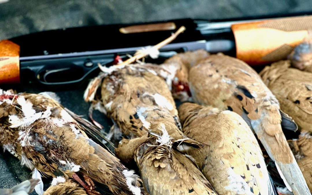 Best Dove Hunting Gear: Everything You Need For A Hunt