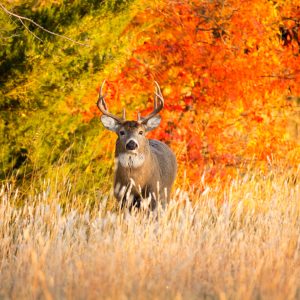 The Best Gifts For Deer Hunters