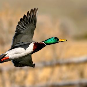 Wyoming Duck And Goose Hunting – The Complete Guide