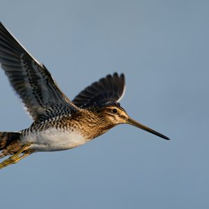 Snipe Hunting – The Complete Guide