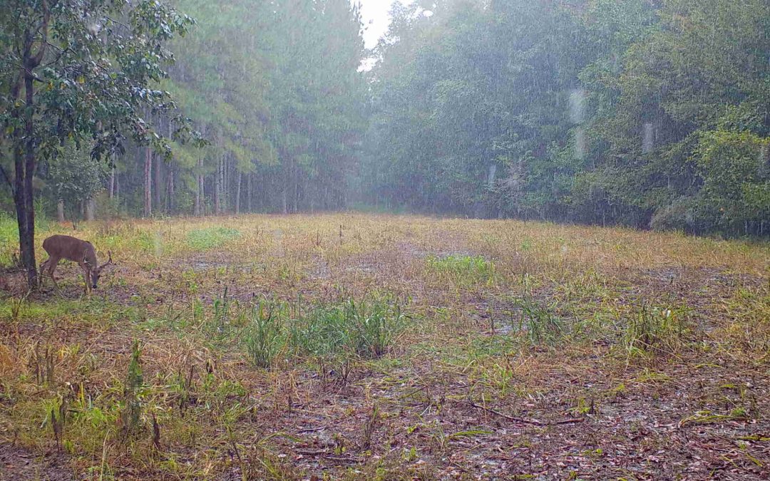 Do Deer Move In The Rain…What Science Says