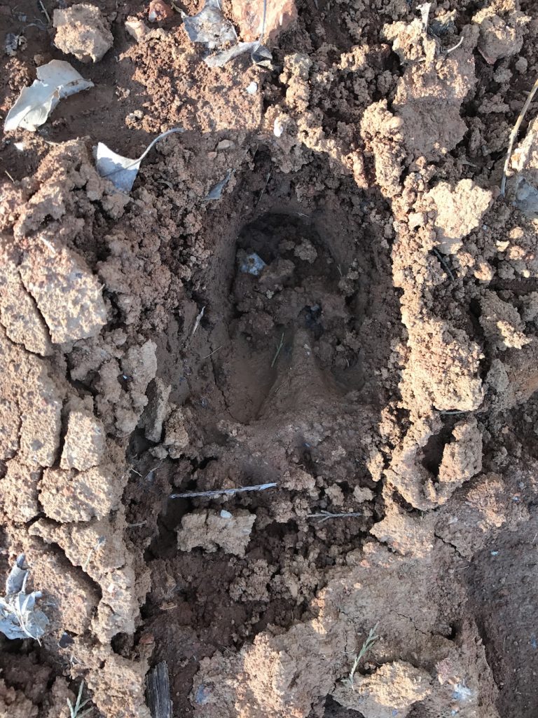 deer tracks
