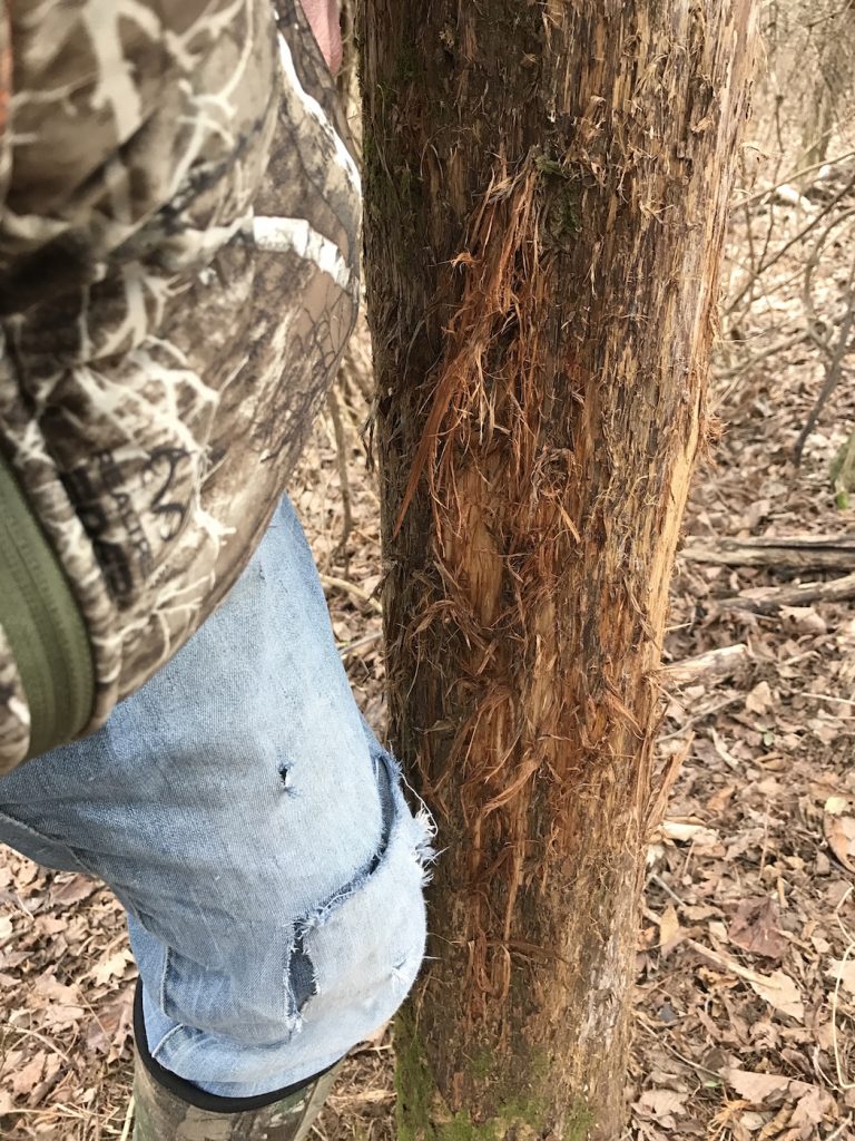 pre rut hunting tips tree rub