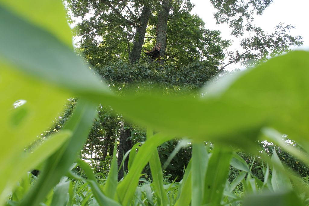 pre rut hunting tips