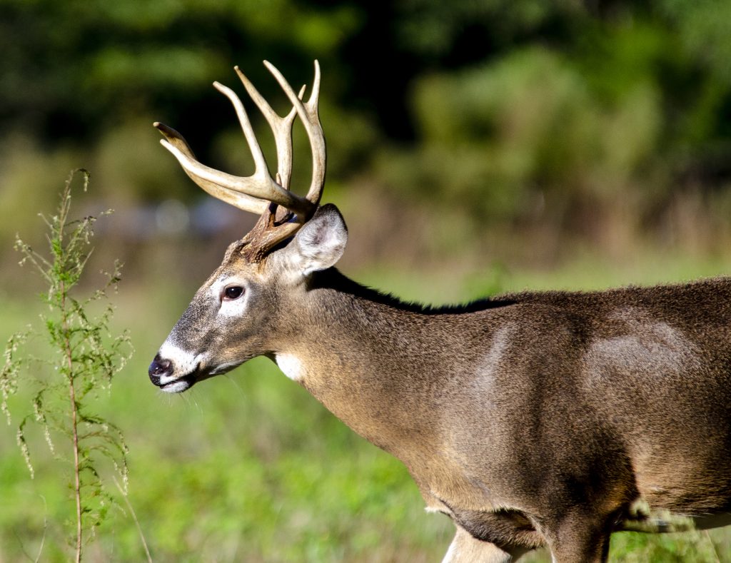 hunting for big bucks