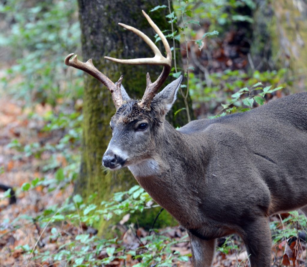 hunting for big bucks