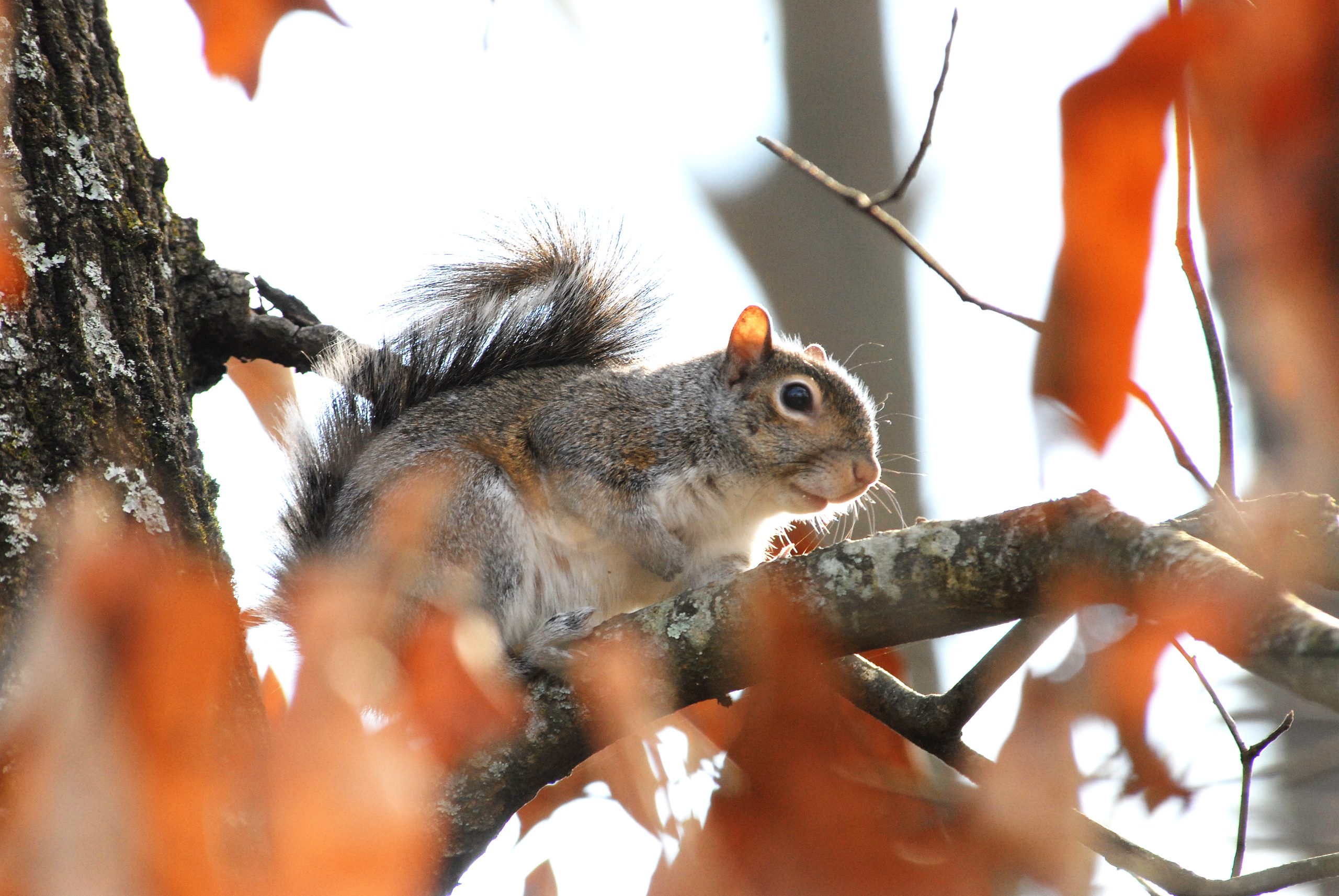 squirrel in a tree