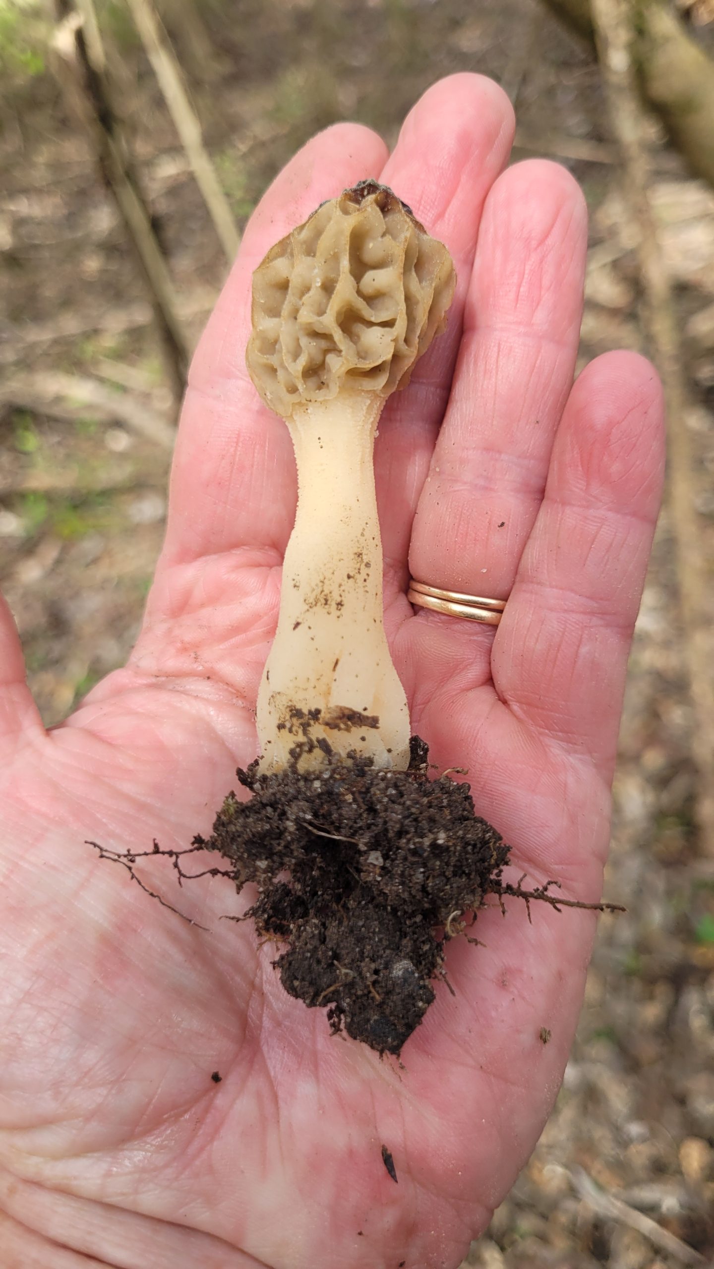 smaller morel