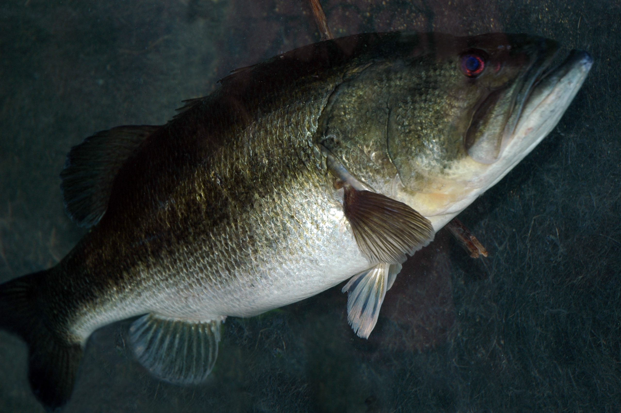 largemouth bass