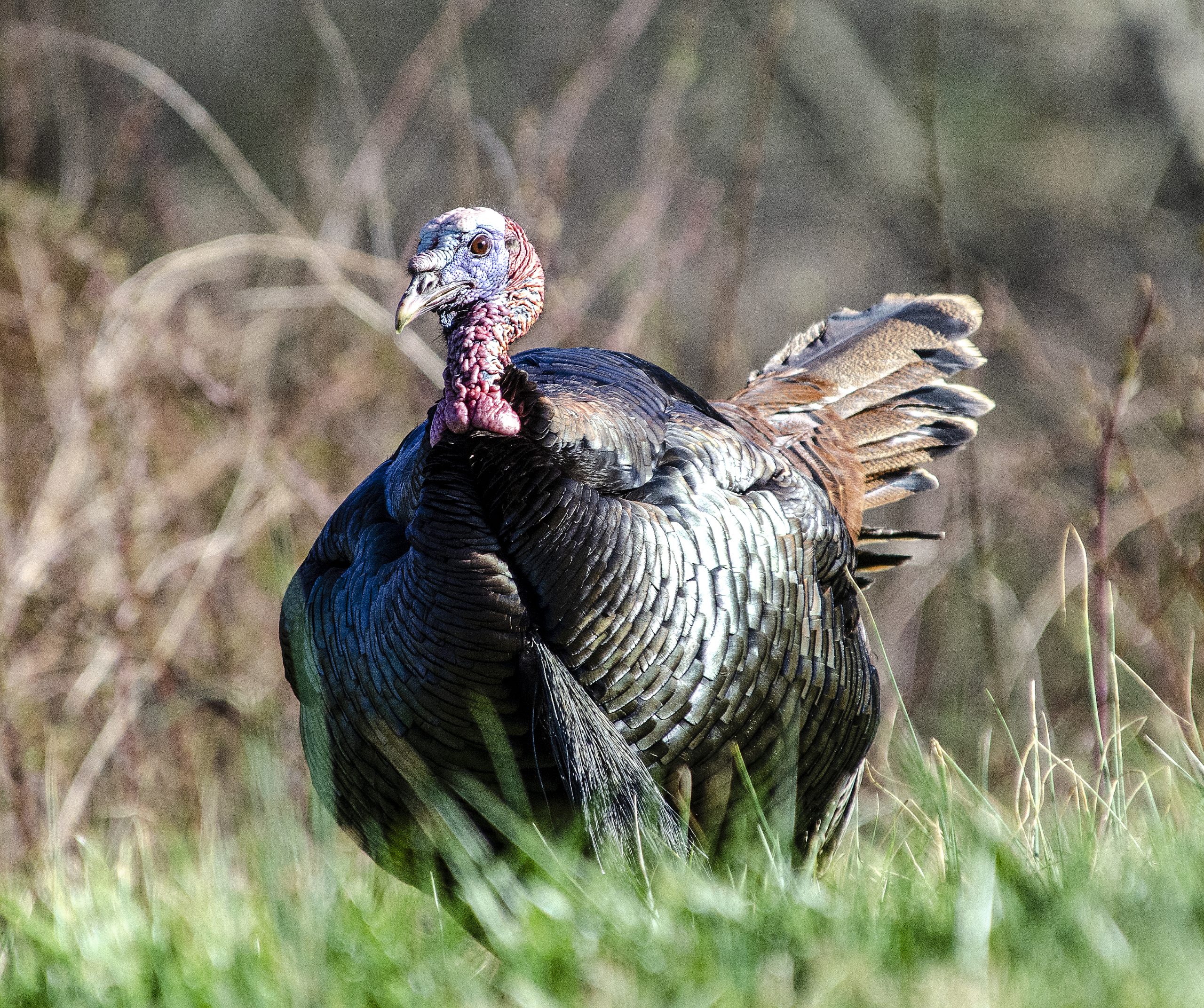 how to attract turkeys