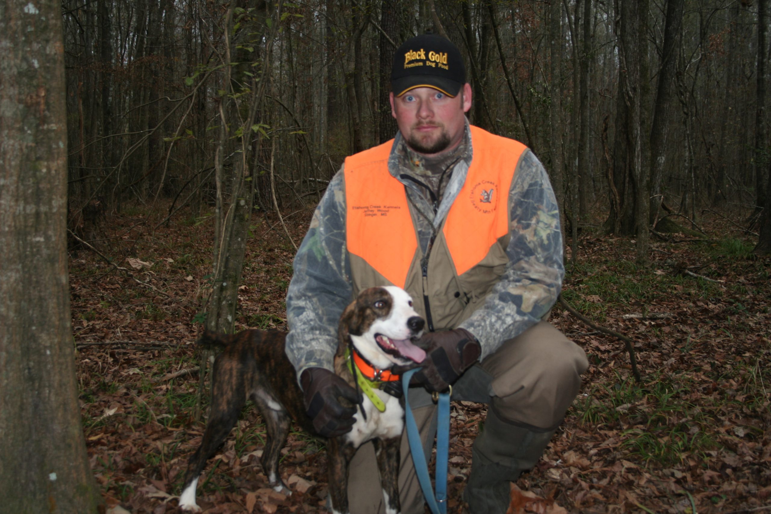 good feist squirrel hunting dog