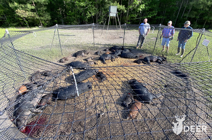 trapping hogs for wild turkey habitat