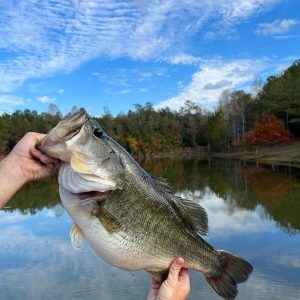 Choosing The Right Pond Fish Food