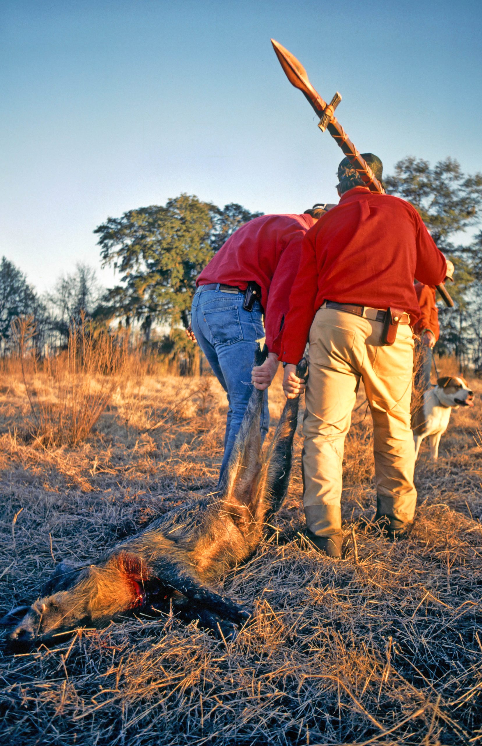 successful wild hog hunt