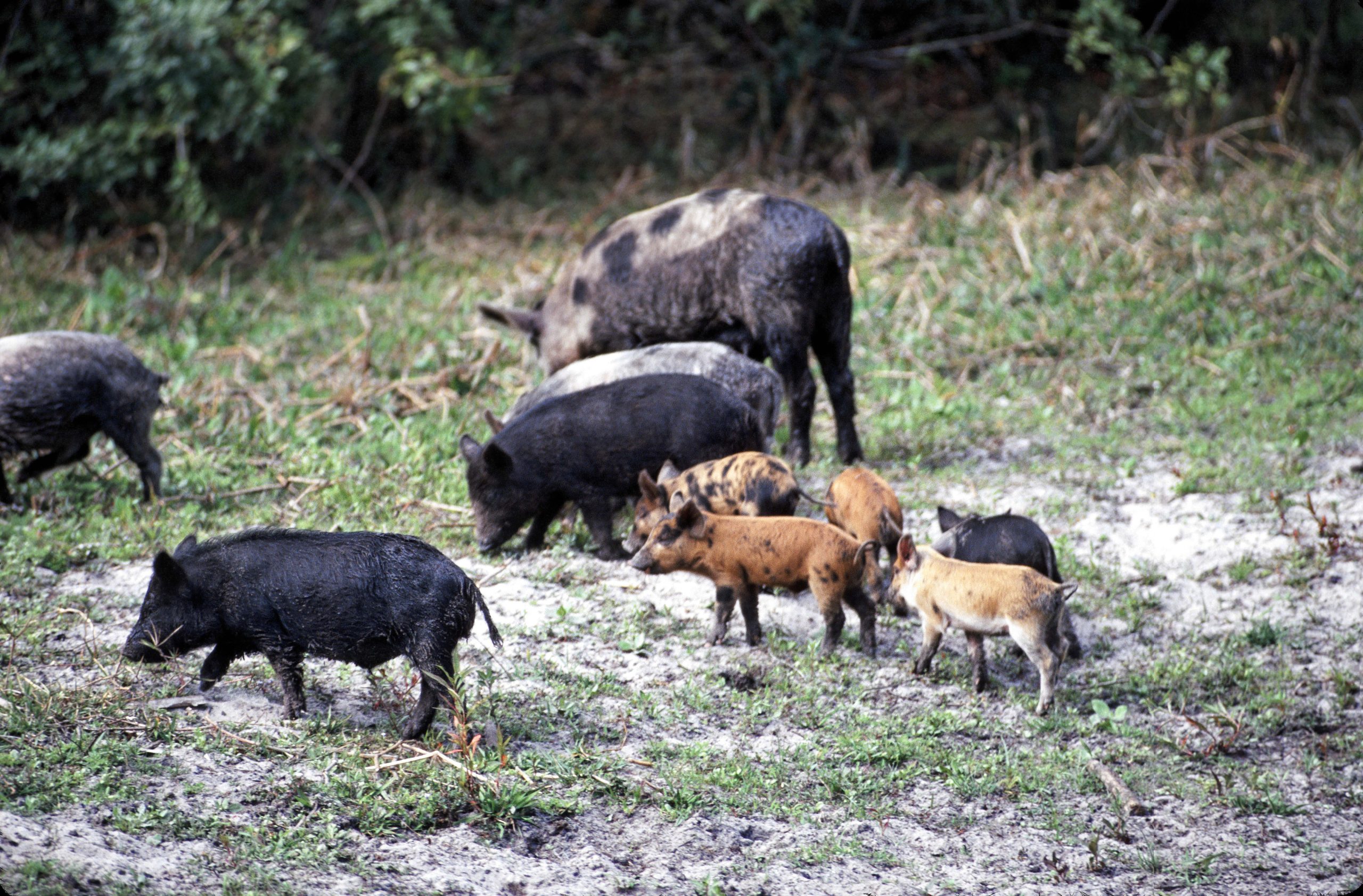how to attract turkeys by trapping hogs