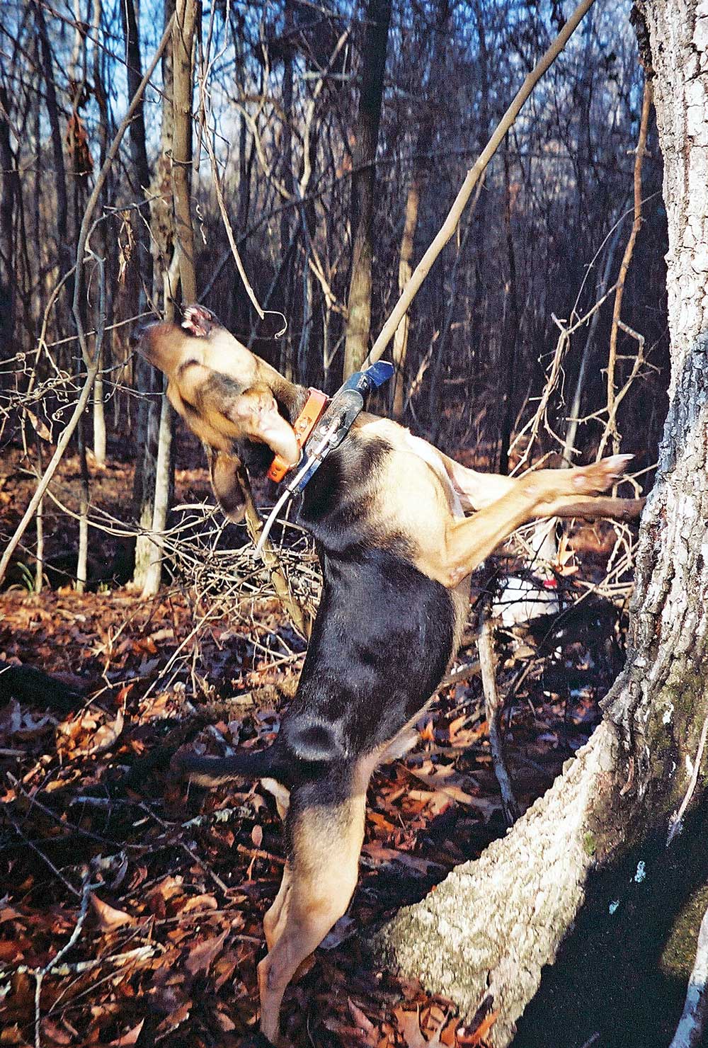 A dog spots his prey while squirrel hunting.