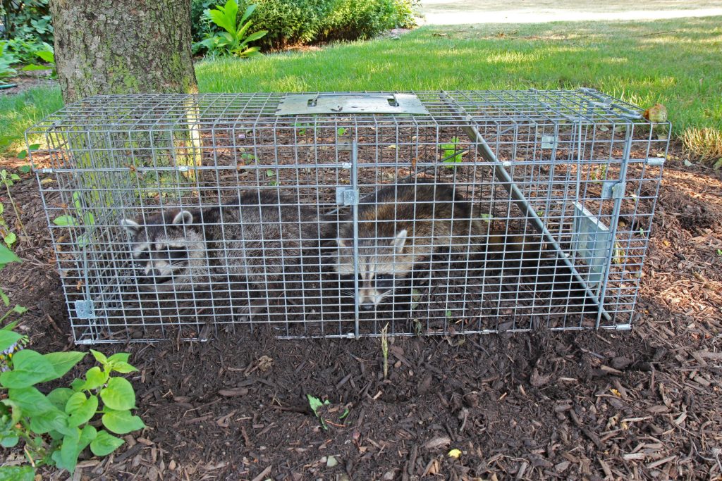 trapped raccoons
