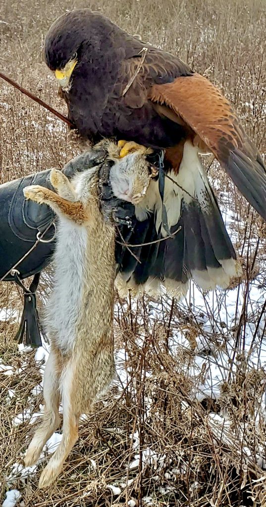 rabbit hunting with hawk