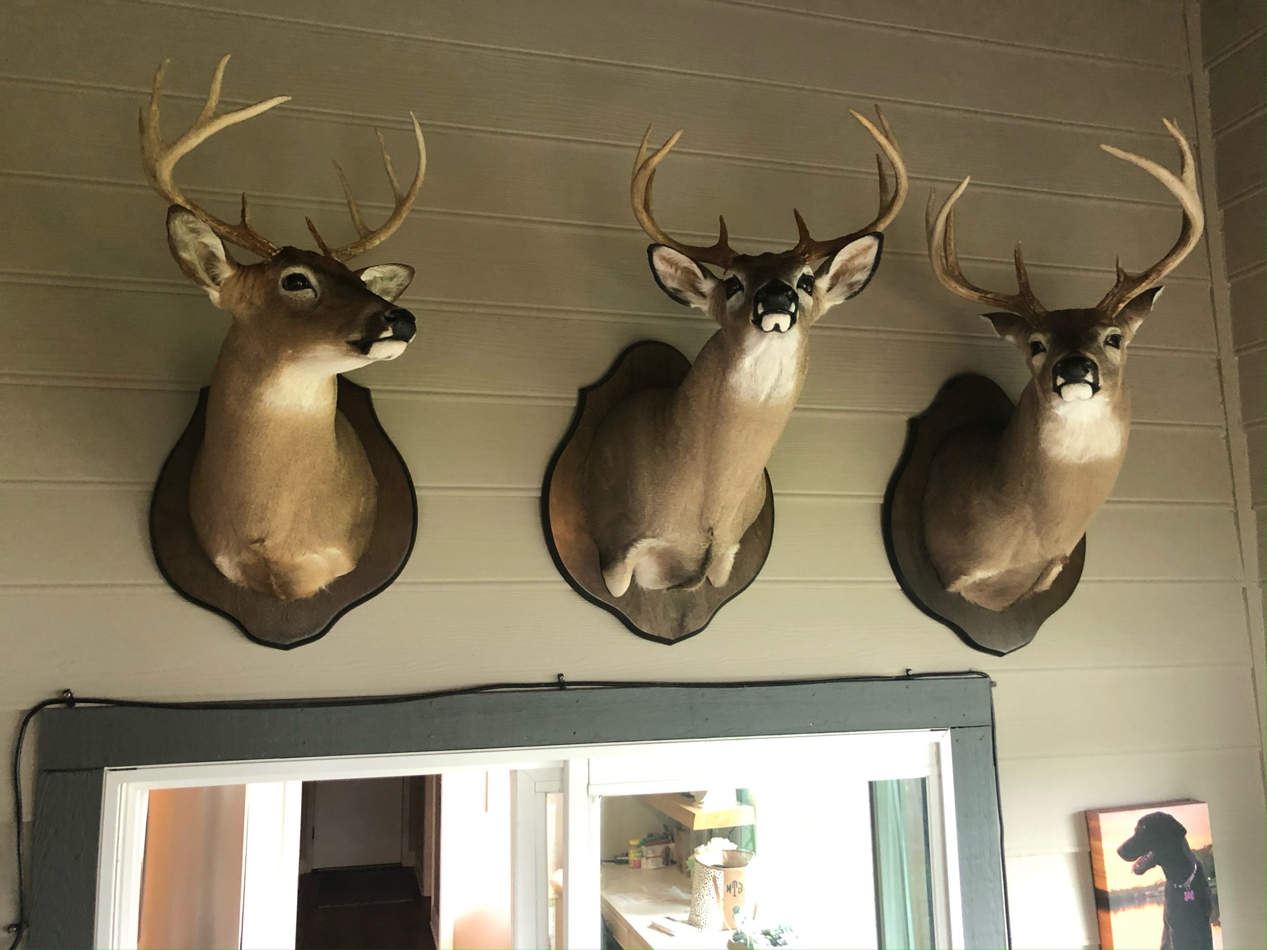 gun and trophy insurance reviews