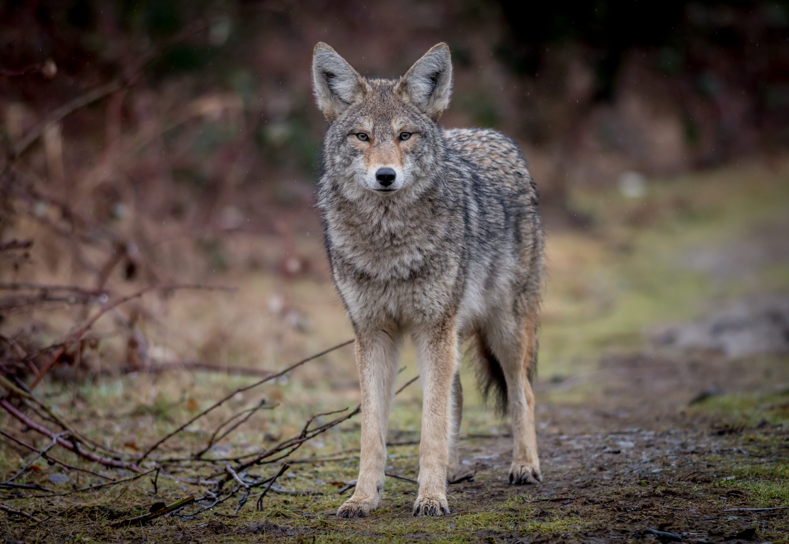 coyote hunting tips for beginners
