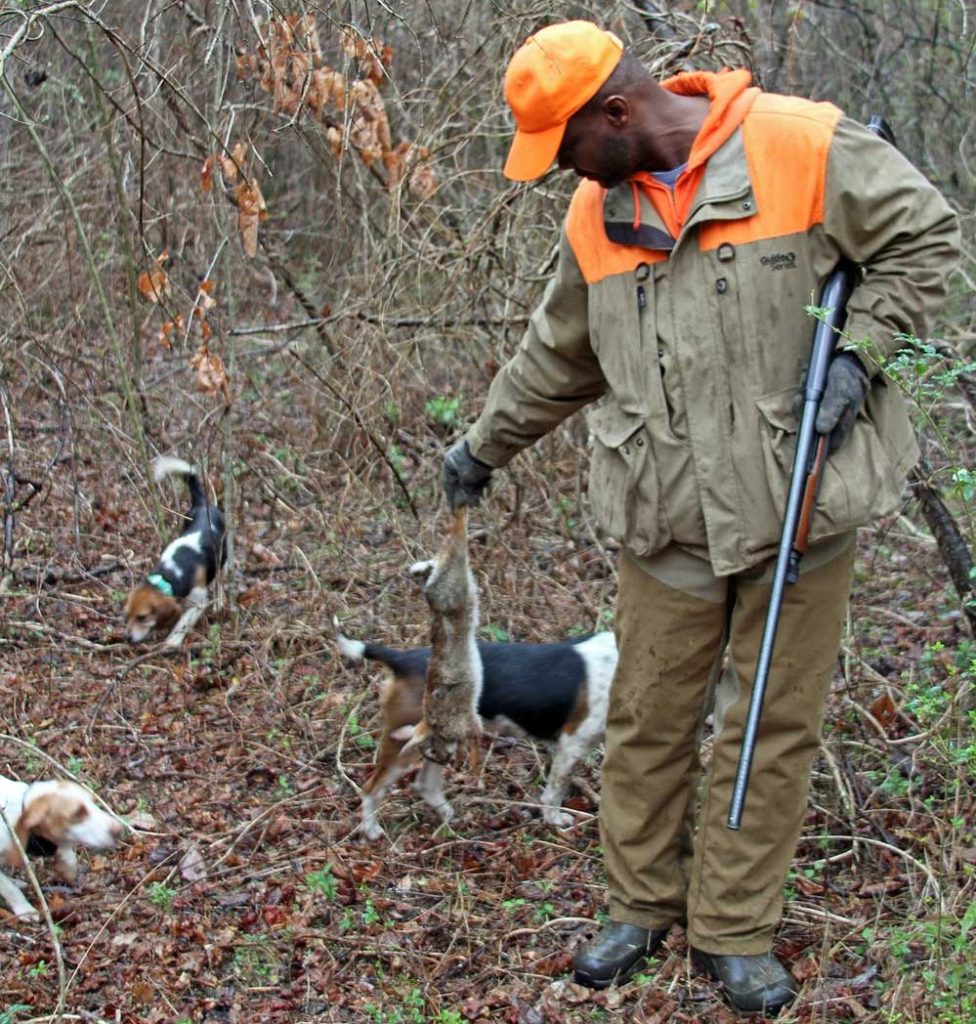 rabbit hunting with beagles