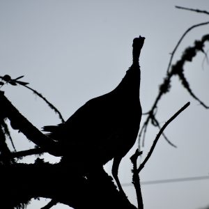 Roosting A Turkey Explained